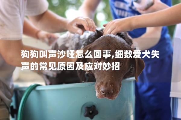 狗狗叫声沙哑怎么回事,细数爱犬失声的常见原因及应对妙招