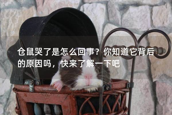 仓鼠哭了是怎么回事？你知道它背后的原因吗，快来了解一下吧