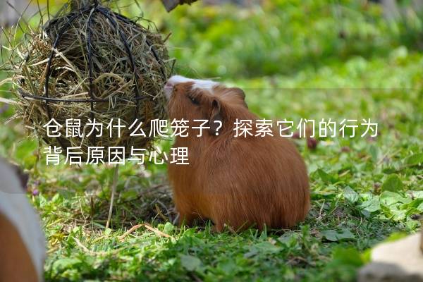 仓鼠为什么爬笼子？探索它们的行为背后原因与心理