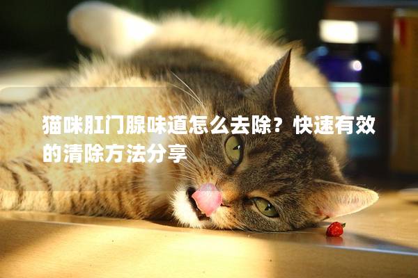猫咪肛门腺味道怎么去除？快速有效的清除方法分享