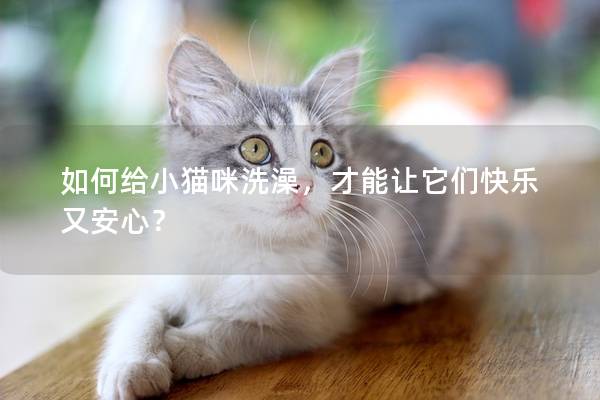 如何给小猫咪洗澡，才能让它们快乐又安心？