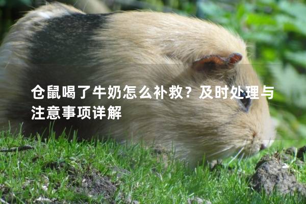 仓鼠喝了牛奶怎么补救？及时处理与注意事项详解