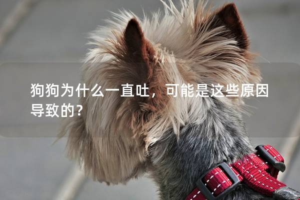 狗狗为什么一直吐,可能是这些原因导致的? 狗狗为什么一直吐,可能是这些原因导致的?
