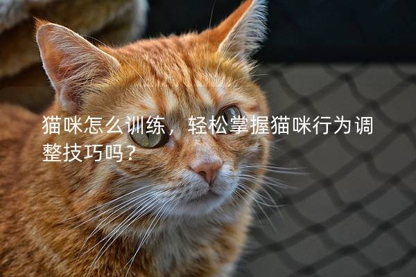 猫咪怎么训练，轻松掌握猫咪行为调整技巧吗？