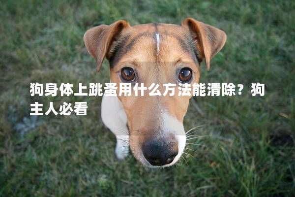 狗身体上跳蚤用什么方法能清除？狗主人必看