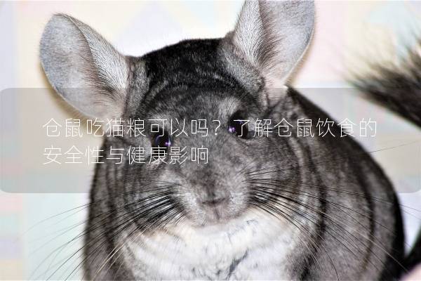 仓鼠吃猫粮可以吗?了解仓鼠饮食的安全性与健康影响 仓鼠吃猫粮可以吗?了解仓鼠饮食的安全性与健康影响