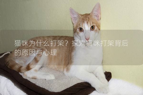 猫咪为什么打架？探索猫咪打架背后的原因与心理