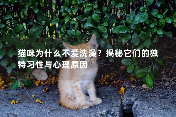 猫咪为什么不爱洗澡？揭秘它们的独特习性与心理原因
