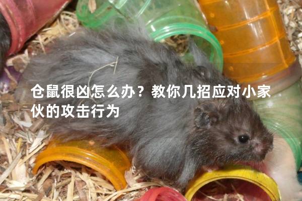 仓鼠很凶怎么办？教你几招应对小家伙的攻击行为