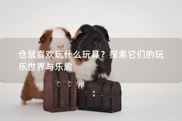 仓鼠喜欢玩什么玩具？探索它们的玩乐世界与乐趣