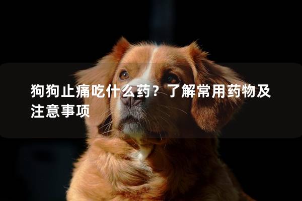 狗狗止痛吃什么药？了解常用药物及注意事项