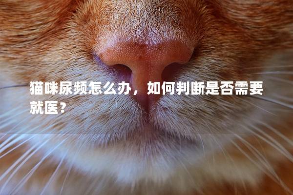 猫咪尿频怎么办，如何判断是否需要就医？