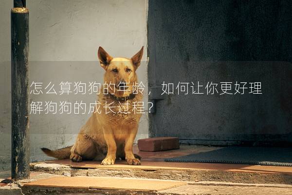 怎么算狗狗的年龄，如何让你更好理解狗狗的成长过程？