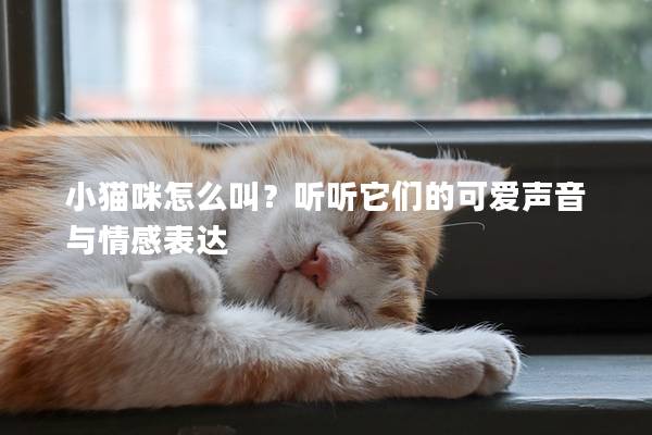 小猫咪怎么叫？听听它们的可爱声音与情感表达