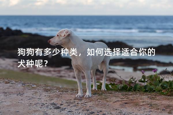 狗狗有多少种类,如何选择适合你的犬种呢? 狗狗有多少种类,如何选择适合你的犬种呢?