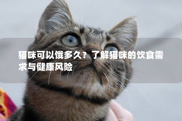 猫咪可以饿多久？了解猫咪的饮食需求与健康风险