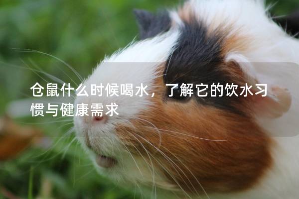 仓鼠什么时候喝水，了解它的饮水习惯与健康需求