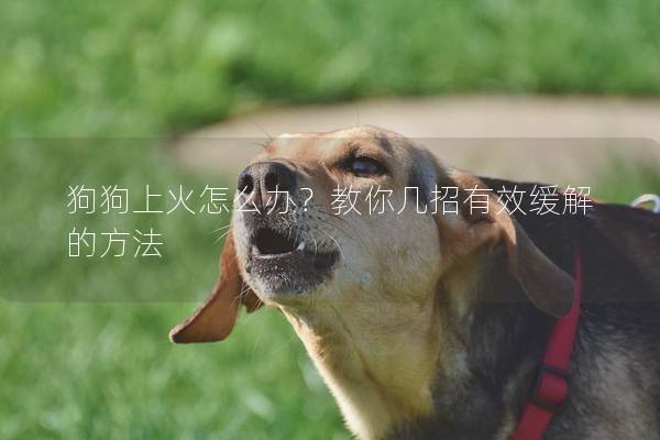 狗狗上火怎么办？教你几招有效缓解的方法