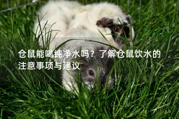 仓鼠能喝纯净水吗？了解仓鼠饮水的注意事项与建议