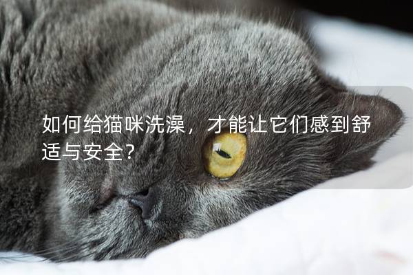 如何给猫咪洗澡，才能让它们感到舒适与安全？