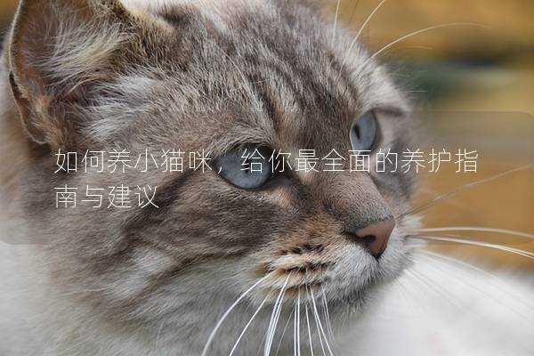 如何养小猫咪，给你最全面的养护指南与建议