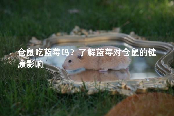 仓鼠吃蓝莓吗？了解蓝莓对仓鼠的健康影响