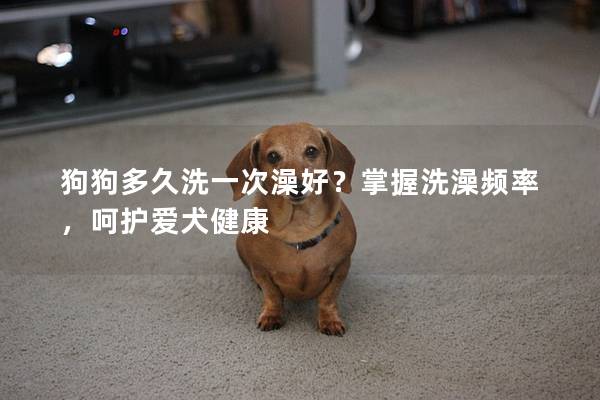 狗狗多久洗一次澡好？掌握洗澡频率，呵护爱犬健康