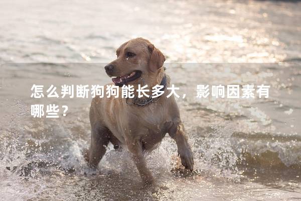 怎么判断狗狗能长多大，影响因素有哪些？