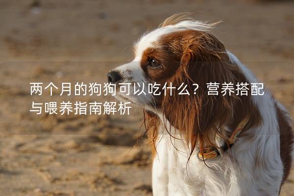 两个月的狗狗可以吃什么？营养搭配与喂养指南解析