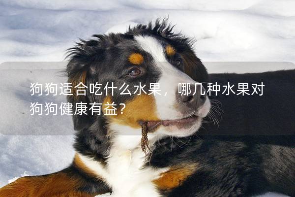 狗狗适合吃什么水果，哪几种水果对狗狗健康有益？