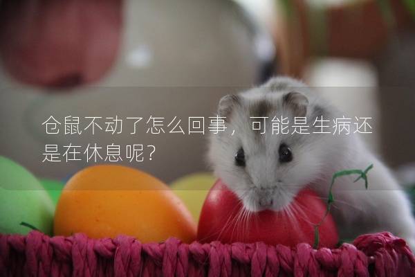 仓鼠不动了怎么回事，可能是生病还是在休息呢？