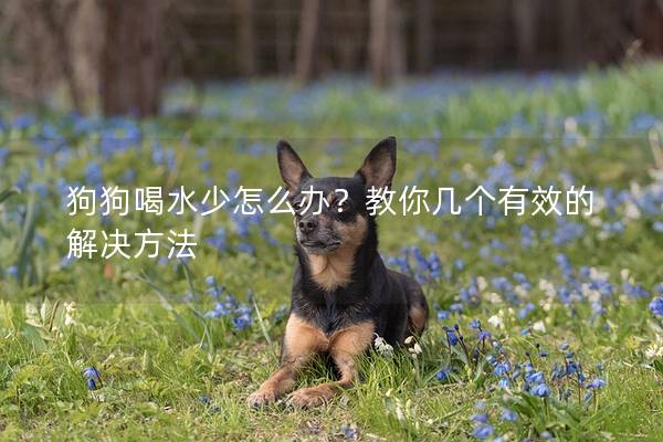 狗狗喝水少怎么办？教你几个有效的解决方法