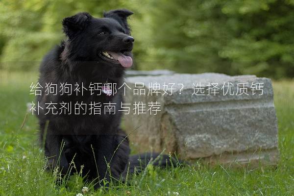 给狗狗补钙哪个品牌好？选择优质钙补充剂的指南与推荐