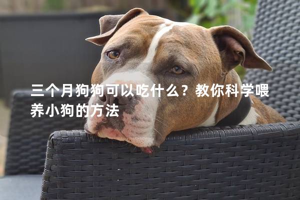 三个月狗狗可以吃什么？教你科学喂养小狗的方法