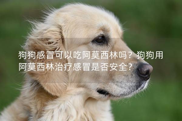 狗狗感冒可以吃阿莫西林吗?狗狗用阿莫西林治疗感冒是否安全? 狗狗感冒可以吃阿莫西林吗?狗狗用阿莫西林治疗感冒是否安全?