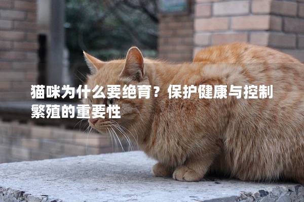 猫咪为什么要绝育？保护健康与控制繁殖的重要性