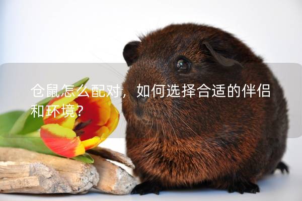仓鼠怎么配对，如何选择合适的伴侣和环境？