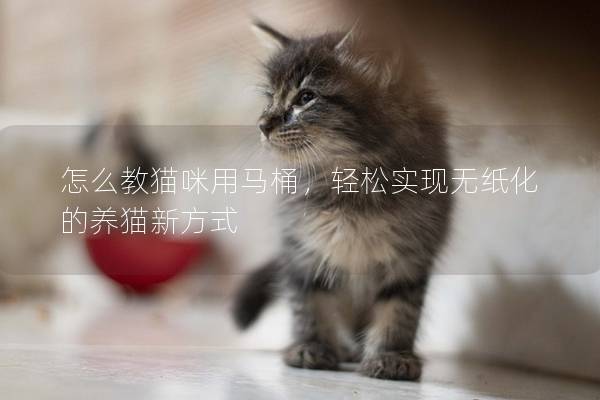 怎么教猫咪用马桶，轻松实现无纸化的养猫新方式