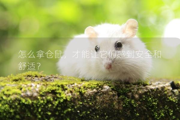 怎么拿仓鼠，才能让它们感到安全和舒适？