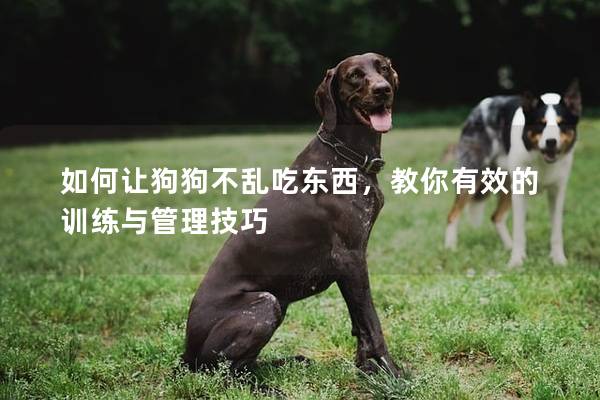 如何让狗狗不乱吃东西，教你有效的训练与管理技巧
