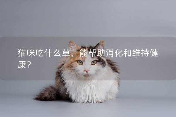 猫咪吃什么草，能帮助消化和维持健康？
