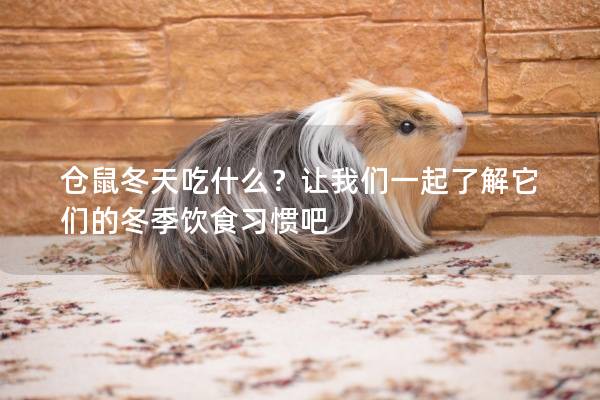 仓鼠冬天吃什么？让我们一起了解它们的冬季饮食习惯吧