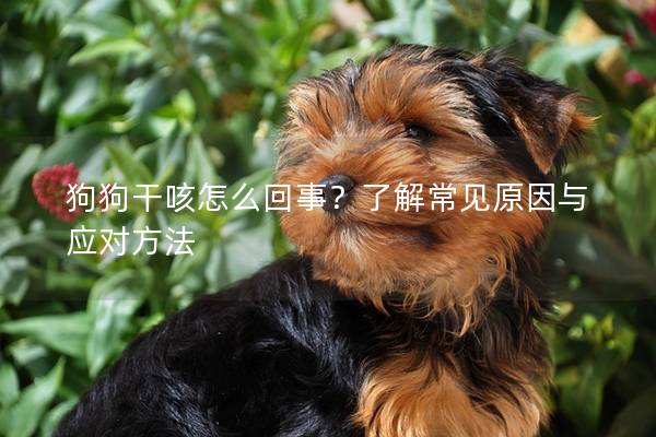 狗狗干咳怎么回事?了解常见原因与应对方法 狗狗干咳怎么回事?了解常见原因与应对方法