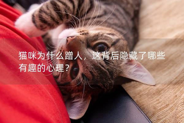 猫咪为什么蹭人，这背后隐藏了哪些有趣的心理？
