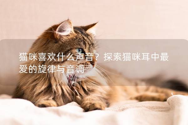 猫咪喜欢什么声音？探索猫咪耳中最爱的旋律与音调