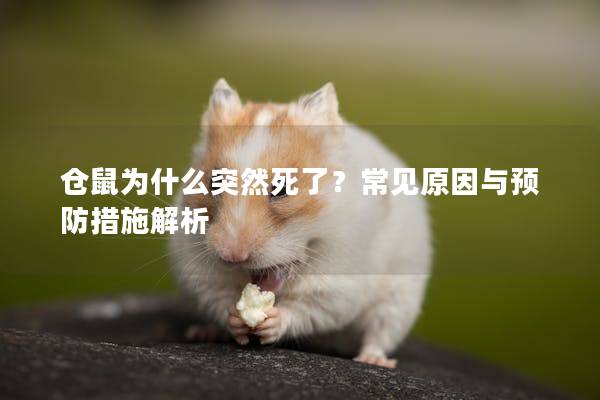 仓鼠为什么突然死了？常见原因与预防措施解析