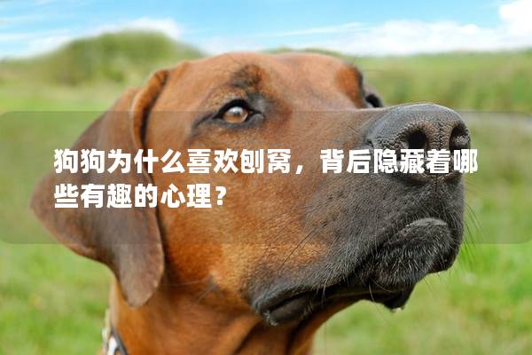狗狗为什么喜欢刨窝，背后隐藏着哪些有趣的心理？