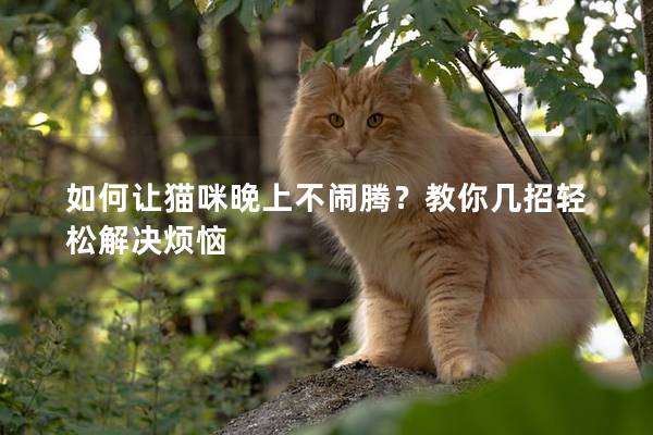 如何让猫咪晚上不闹腾？教你几招轻松解决烦恼