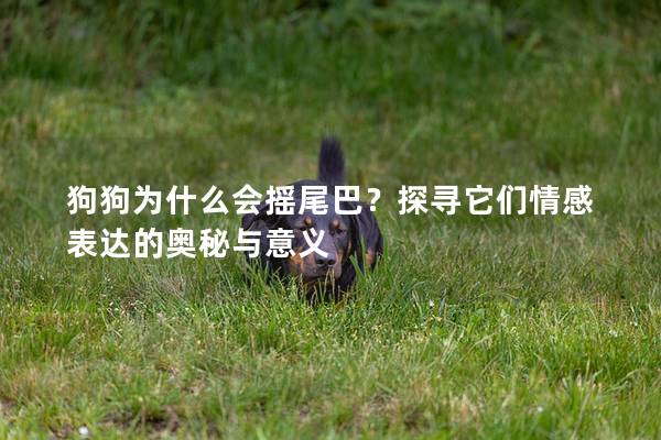 狗狗为什么会摇尾巴？探寻它们情感表达的奥秘与意义