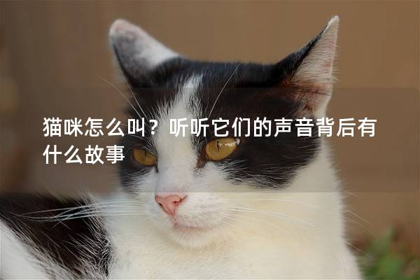 猫咪怎么叫？听听它们的声音背后有什么故事